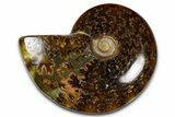 Polished Ammonite (Cleoniceras) Fossil - Madagascar #365023-1